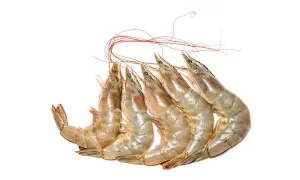 Prawns